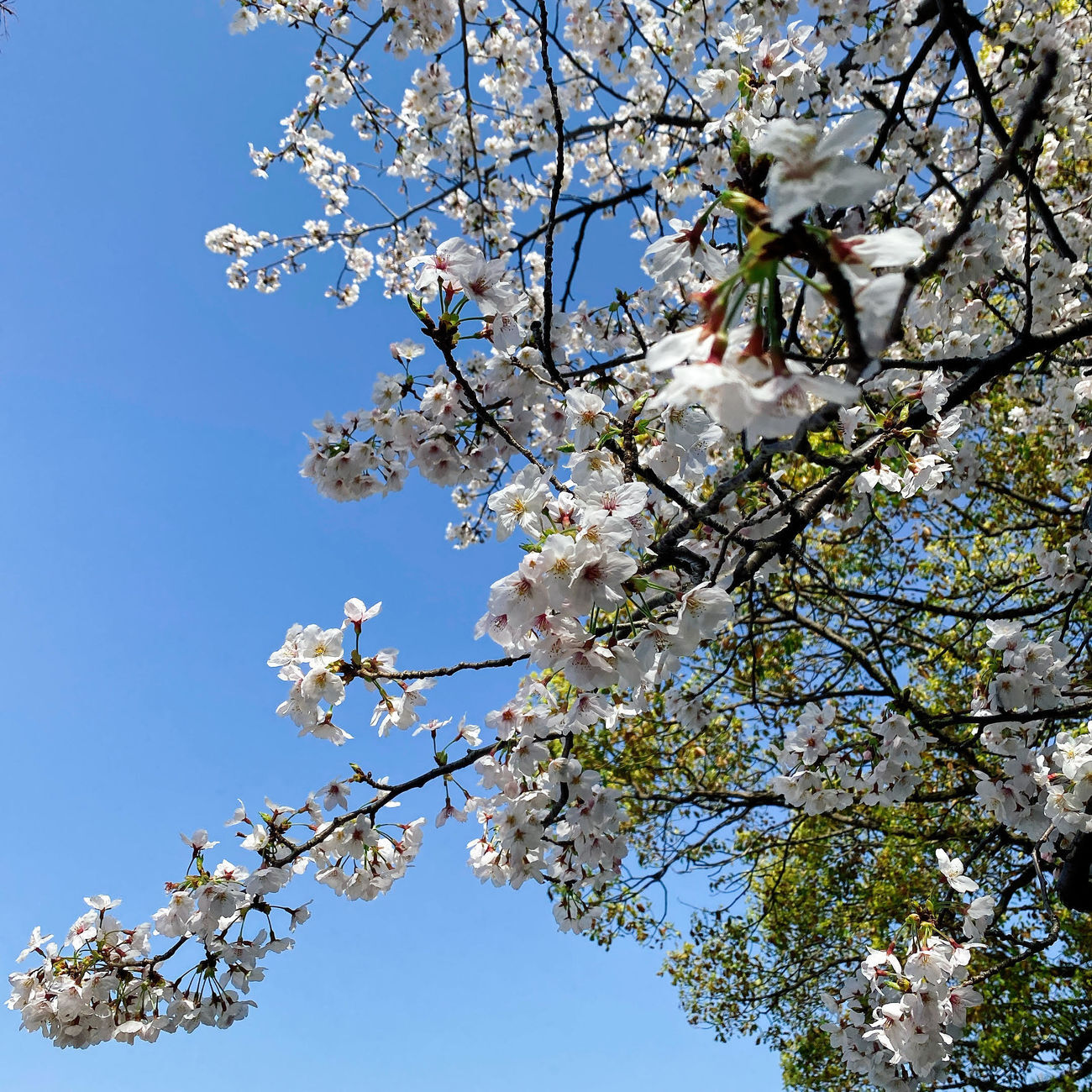 sakura.jpg