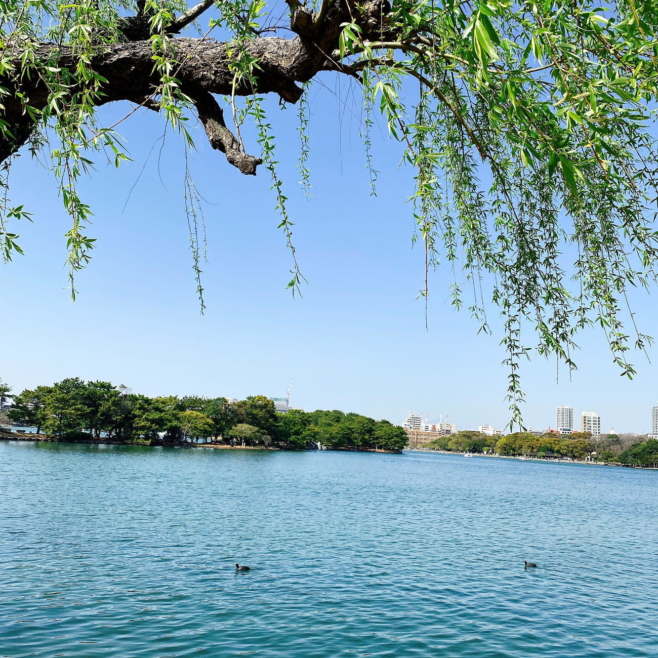 ohoripark.jpg